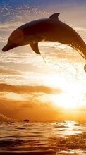 Scaricare immagine Dolfins,Landscape,Animals sul telefono gratis.