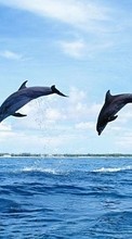 Animals, Nature, Dolfins per OnePlus Two