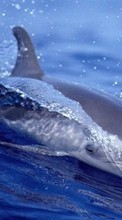 Scaricare immagine 128x160 Animals, Water, Dolfins, Fishes sul telefono gratis.