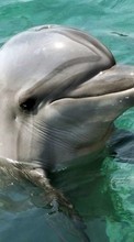 Scaricare immagine 480x800 Animals, Dolfins, Fishes sul telefono gratis.