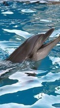Scaricare immagine Animals, Water, Dolfins sul telefono gratis.
