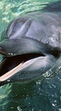 Scaricare immagine Animals, Water, Dolfins sul telefono gratis.