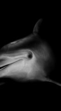 Scaricare immagine Dolfins, Animals sul telefono gratis.