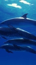 Scaricare immagine Dolfins,Animals sul telefono gratis.