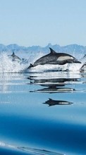 Dolfins,Animals per Nokia C5