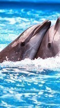 Dolfins,Animals per Sony Xperia E3 D2202