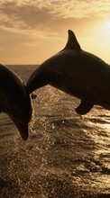Scaricare immagine Dolfins,Animals sul telefono gratis.
