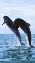 Dolfins,Animals per Samsung E2232