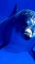 Scaricare immagine Animals, Dolfins sul telefono gratis.
