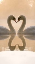 Scaricare immagine Valentine&#039;s day, Swans, Love, Birds, Hearts, Water, Animals sul telefono gratis.