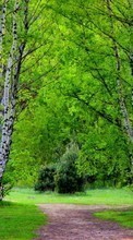 Scaricare immagine Trees, Roads, Birches, Landscape sul telefono gratis.