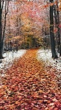 Trees, Roads, Leaves, Autumn, Landscape per Samsung Galaxy Note