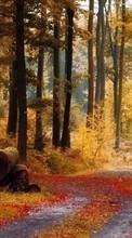 Scaricare immagine Trees, Roads, Leaves, Autumn, Landscape sul telefono gratis.