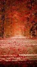 Scaricare immagine 320x240 Landscape, Trees, Roads, Autumn, Leaves sul telefono gratis.