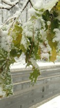 Scaricare immagine Trees, Roads, Leaves, Landscape, Snow, Winter sul telefono gratis.
