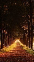 Scaricare immagine Trees, Roads, Autumn, Nature sul telefono gratis.
