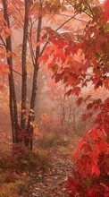 Scaricare immagine 320x240 Landscape, Trees, Roads, Autumn sul telefono gratis.