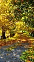 Trees, Roads, Autumn, Landscape per Huawei Ascend Y210
