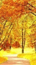 Trees, Roads, Autumn, Landscape per Motorola RAZR XT910