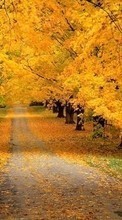 Scaricare immagine Trees, Roads, Autumn, Landscape sul telefono gratis.