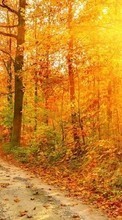 Trees, Roads, Autumn, Landscape, Sun per Samsung Galaxy Note