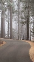 Scaricare immagine Trees, Roads, Nature sul telefono gratis.