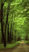 Trees, Roads, Nature per Samsung Galaxy Ace