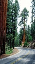 Scaricare immagine Trees, Roads, Landscape sul telefono gratis.