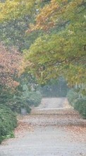 Scaricare immagine 240x320 Landscape, Trees, Roads, Autumn sul telefono gratis.