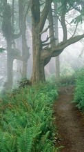 Scaricare immagine 1080x1920 Plants, Landscape, Trees, Roads sul telefono gratis.