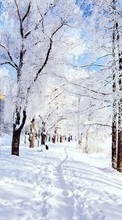 Trees, Roads, Landscape, Snow, Winter per BlackBerry Torch 9800