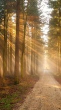 Trees, Roads, Landscape, Sun per HTC EVO 4G
