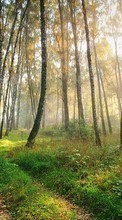 Scaricare immagine 1080x1920 Landscape, Trees, Grass, Roads, Sun sul telefono gratis.