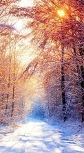 Scaricare immagine 800x480 Landscape, Winter, Trees, Roads, Sun sul telefono gratis.