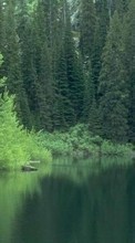 Scaricare immagine Trees, Fir-trees, Lakes, Landscape sul telefono gratis.