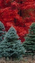 Scaricare immagine 800x480 Landscape, Trees, Fir-trees sul telefono gratis.