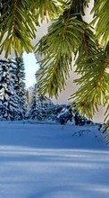 Scaricare immagine Trees, Fir-trees, Landscape, Plants, Snow, Winter sul telefono gratis.