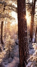 Scaricare immagine 540x960 Landscape, Winter, Trees, Snow, Fir-trees sul telefono gratis.