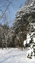 Scaricare immagine Trees, Fir-trees, Landscape, Snow, Winter sul telefono gratis.