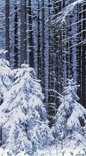Scaricare immagine 540x960 Landscape, Winter, Trees, Snow, Fir-trees sul telefono gratis.