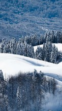 Scaricare immagine Trees, Fir-trees, Landscape, Winter sul telefono gratis.