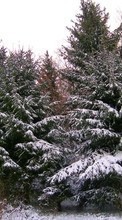Scaricare immagine Landscape, Winter, Trees, Fir-trees sul telefono gratis.