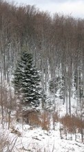 Scaricare immagine 128x160 Landscape, Winter, Trees, Fir-trees sul telefono gratis.