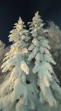 Scaricare immagine Trees, Fir-trees, Plants, Snow, Winter sul telefono gratis.