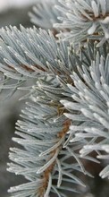 Trees, Fir-trees, Plants, Snow, Winter per BlackBerry Z3