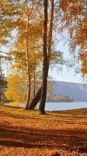 Scaricare immagine Trees, Birches, Leaves, Autumn, Landscape sul telefono gratis.