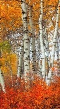 Scaricare immagine Trees, Birches, Autumn, Landscape sul telefono gratis.