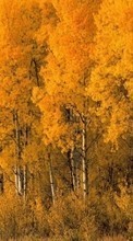 Scaricare immagine Trees, Birches, Autumn, Landscape sul telefono gratis.