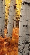 Scaricare immagine Landscape, Trees, Autumn, Birches sul telefono gratis.