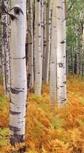 Scaricare immagine 360x640 Landscape, Trees, Autumn, Birches sul telefono gratis.